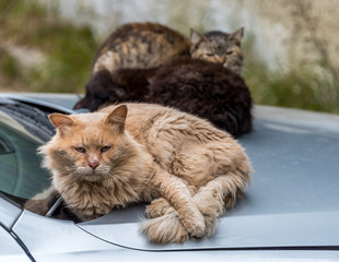 Feral Cats Resting on the Hood of a Car in Italy