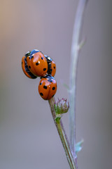 Group of orange ladybugs sitting together on top of a straw
