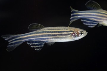 Zebrafish (Danio rerio) with a black background.