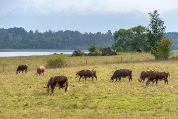 Naklejka na ściany i meble Herd of brown cows grazing in a field in sunlight