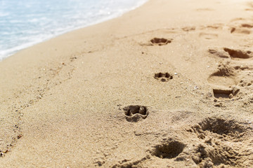 Imprints of dog paws on the sand of the sea beach at the water's edge.