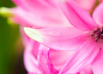 Close up of flower for design wall paper background 