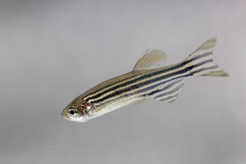 Zebrafish (Danio rerio) with a white background. © ChrWeiss