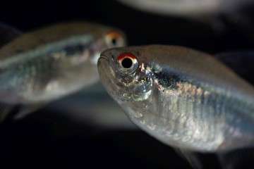 Head of a black neon tetra (Hyphessobrycon herbertaxelrodi)