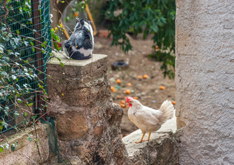 Cat and Chicken in a Backyard in Italy