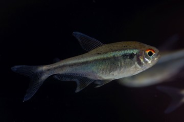 Black neon tetra (Hyphessobrycon herbertaxelrodi)