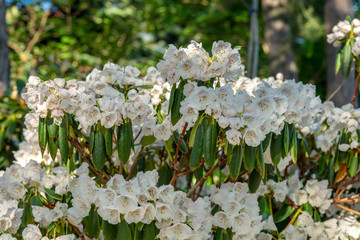 Beautiful shrub with fresh white rhododendron flowers