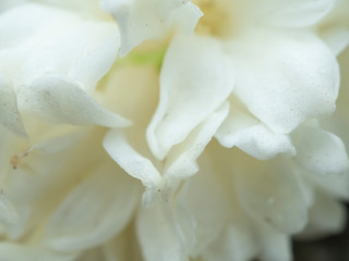 Close up of white flower for decorated wall paper