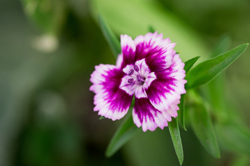 Obraz premium Rainbow Pink flower