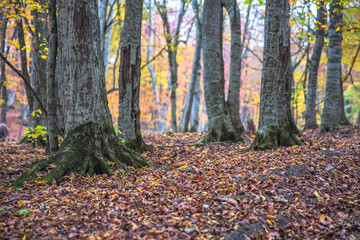 Obraz premium autumn trees with leaves