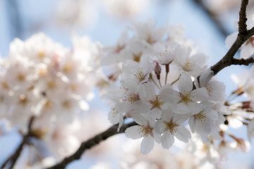 桜と青空