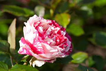 Floribunda rose or scentimental rose striped in white and red