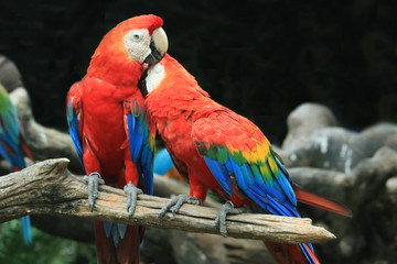Two macaw parrots show love each other.
