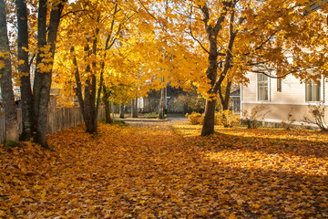 Autumn landscape - wooden house among the yellow autumn trees and leaf covered walkway.