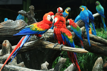 Two red macaw parrots are showing love each other.