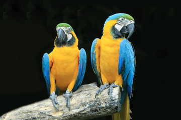 Two macaw parrots, black background.