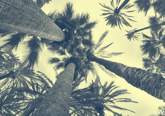 Coconut palm tree on the sky background, trendy duotone and halftone effect, 90's style