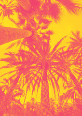 Coconut palm tree on the sky background, trendy duotone and halftone effect, 90's style