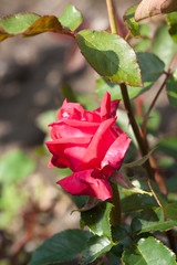 Red roses in the garden - Image
