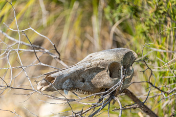 Old Skull of a Wild Boar in the Hills of Southern Italy