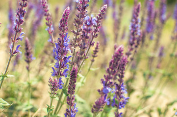 field of lavender