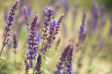 field of lavender