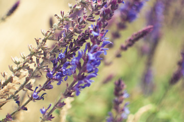 lavender flowers on a background