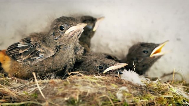 Hungry nightingale hatchlings in a nest waiting to be fed, closeup video