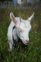 Obraz premium white goat