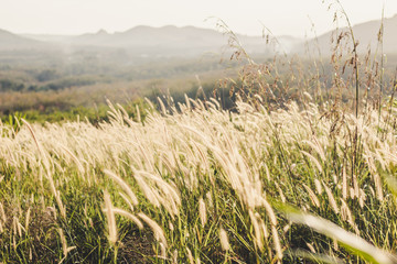 Grass field