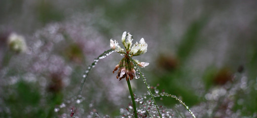 Single flower of a white clover among a lawn grass. Everything is decorated with garlands from rain drops of water.