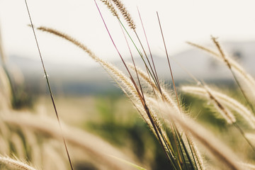 Grass field © Nopphol Boonthae