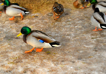 mallard duck on lake