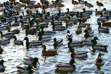 Fototapeta premium ducks in pond
