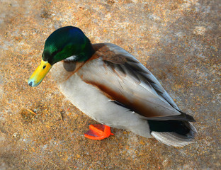 duck on a background