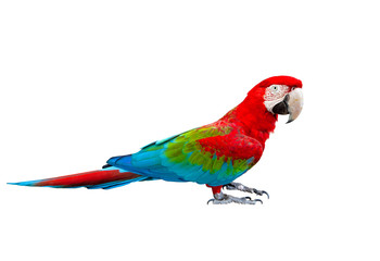 side view full body of scarlet ,red macaw bird standing isolated white background