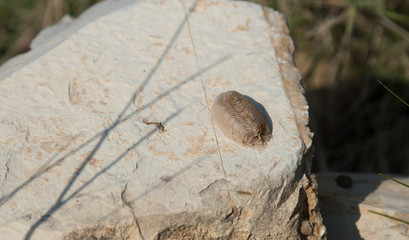 Fossil of a Beetle on a Rock in Southern Italy
