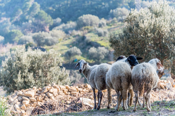 Obraz premium Flock of Sheep in the Hills of Southern Italy