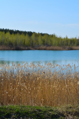 Picturesque landscape. Lake with thickets of bulrush on one bank and forest on other. Spring scenery.