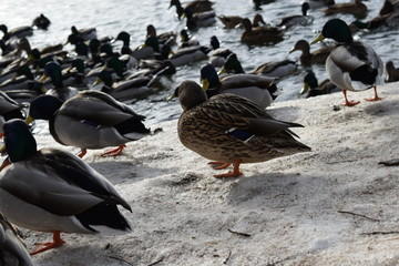 ducks on ice