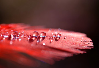 Beautiful water dew drops on a red feather close up. Nature background.