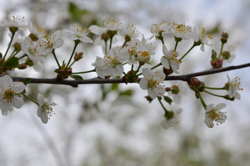 Spring scene. Branch of cherry tree with beautiful white flowers.