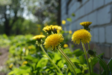 Yellow dandelions grow near country house in spring garden.
