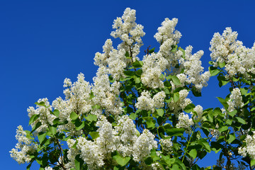White lilac flowers on the background of blue sky. Blossoming branches in spring.