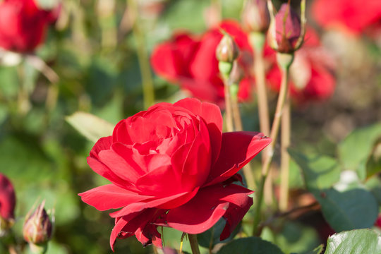 Red roses in the garden - Image