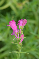 Red Rocks Beard Tongue