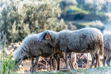 Flock of Sheep in the Hills of Southern Italy