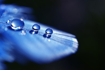 Beautiful large water dew drops on a blue feather close up. Nature background.
