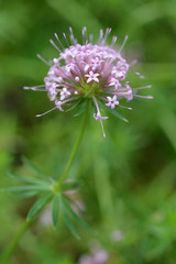 Caucasian crosswort