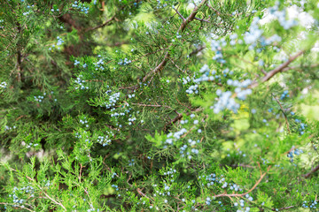 Fototapeta na wymiar Green thuja or juniper tree branches wis berries background close up